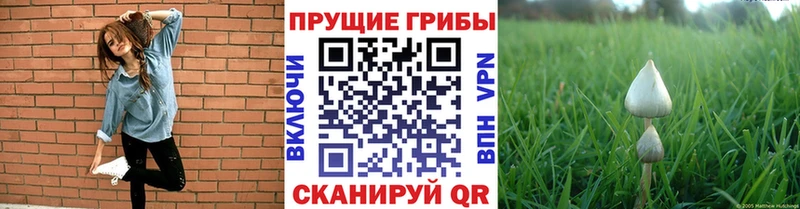Псилоцибиновые грибы Magic Shrooms  Армавир 
